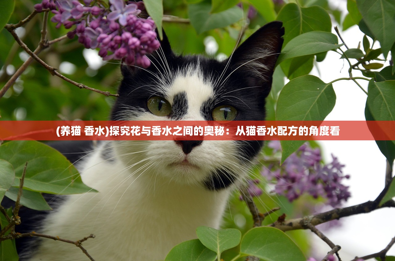 (养猫 香水)探究花与香水之间的奥秘：从猫香水配方的角度看